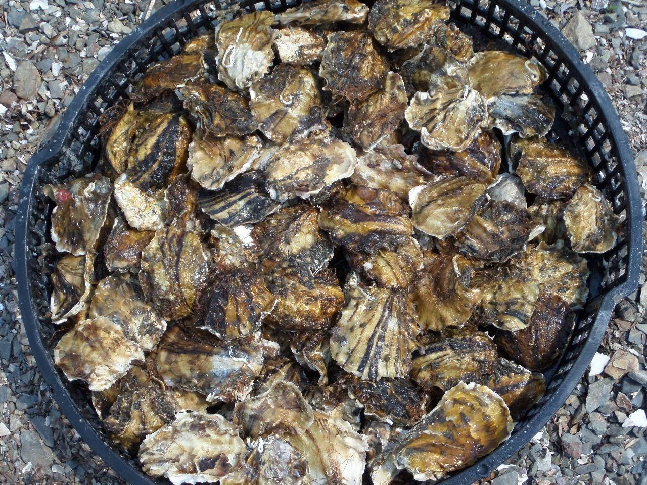 Тихоокеанская устрица